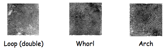 Fingerprint Minutia