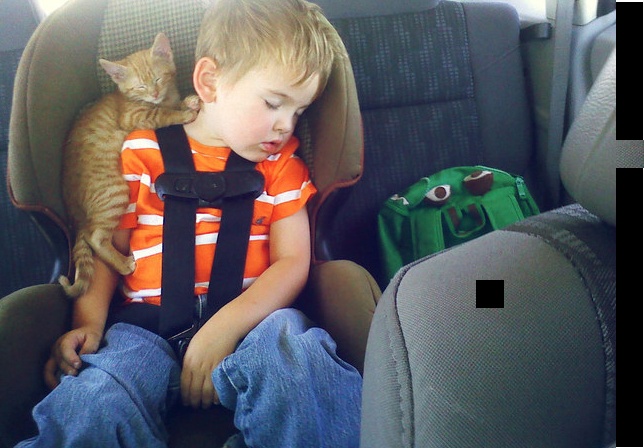 Cat Sleeping with Boy - Best Buddy Placer