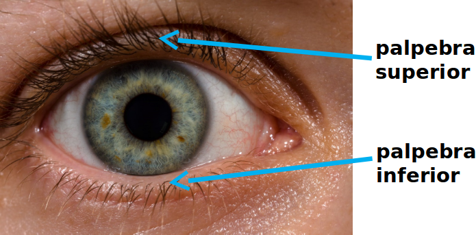 Color image of a human eye with an arrow pointing to the palpebra_superior and another arrow pointing to the palpebra_inferior.