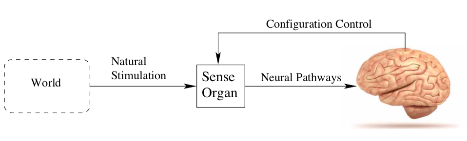 Brain and Sense Organs