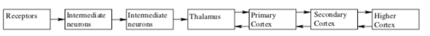 Chart of Senses, Stimuluses, Receptors, and Sense Organs