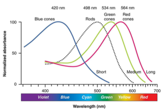 Photorecepters and Wavelength