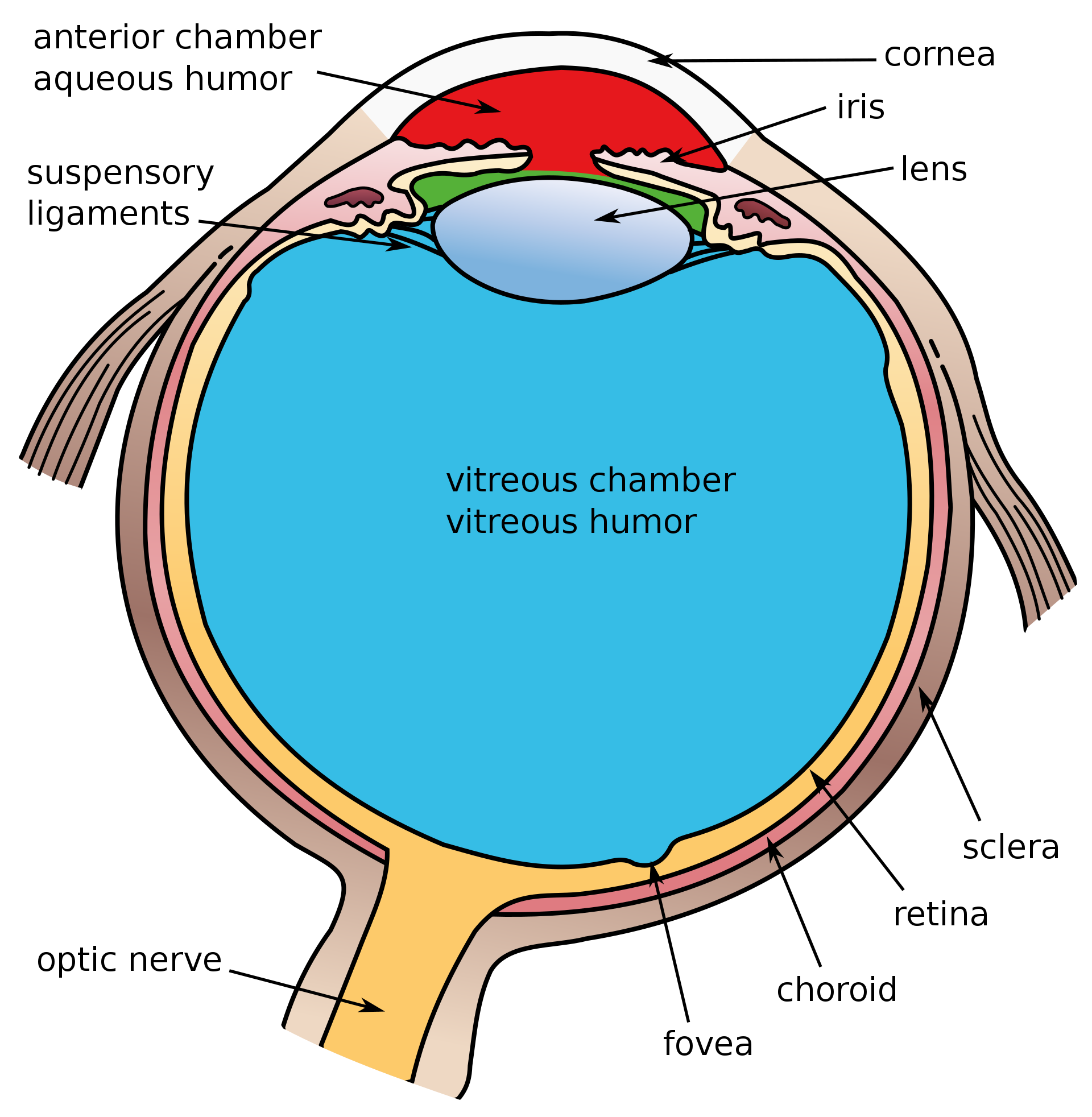 Eye Anatomy with Fovea
