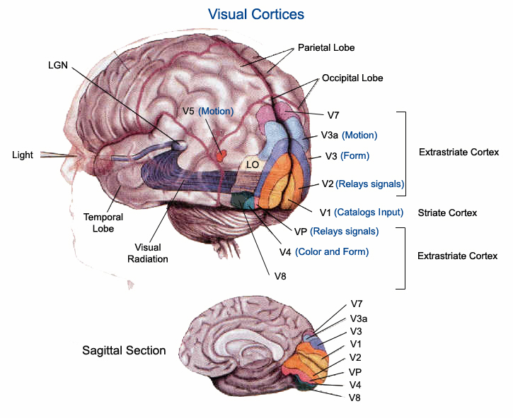 V Areas of the Brain