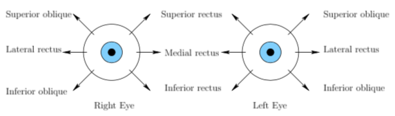 Muscles of each Eye