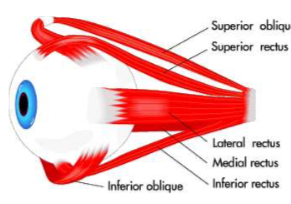 3D View of Eye Muscles