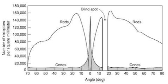 Angular Distribution of rods and cones