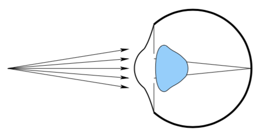 Eye during accommodation