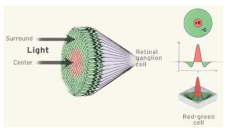 ON Ganglion Cell