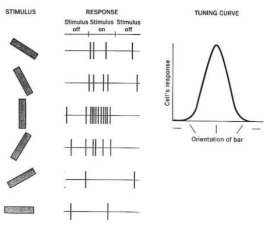 Orientation Tuning