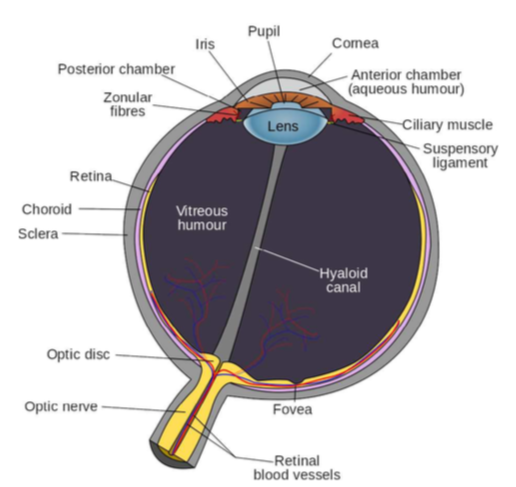 Parts of the Eye