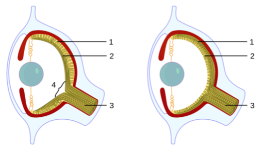 Vertebrate Versus Invertebrate Eye