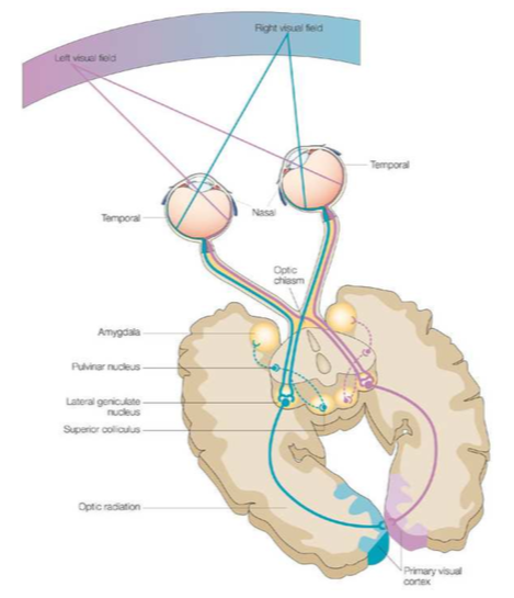 Visual Neural pathways